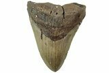 Fossil Megalodon Tooth - North Carolina #226501-1